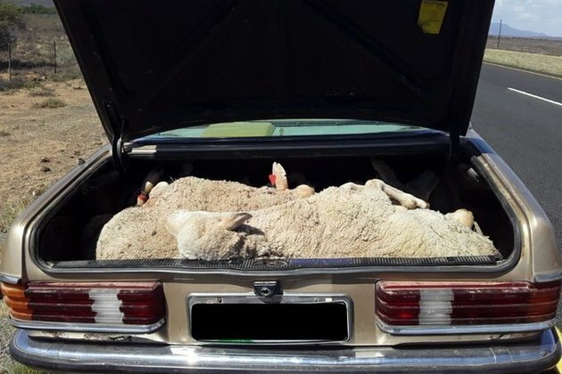 PIC | Stolen sheep found stuffed inside boot of Mercedes-Benz