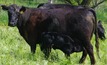 Watch for calf scours as the weather warms