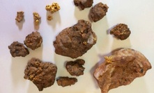 Some of the visible nuggets found at Greatland's Black Hills prospect
