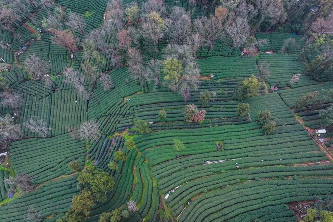 Millennium-old tea gardens in east China meet the age of drones, automation