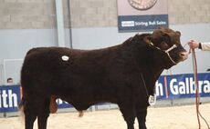 STIRLING BULL SALES: Luing's first society sale at Stirling realises 14,000gns  