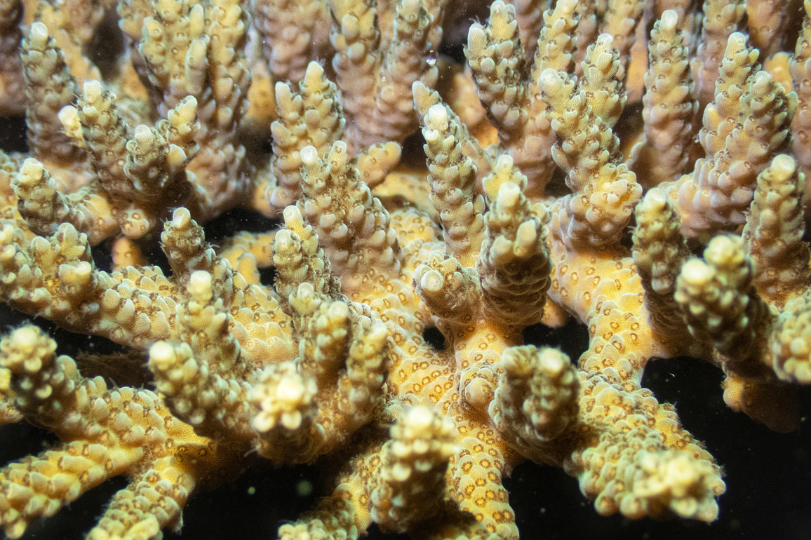 CAMBODIA-PREAH SIHANOUK-CORAL SPAWNING
