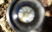  Ximen pointed to significant gold mineralisation in GGX’s drilling at Gold Drop in BC