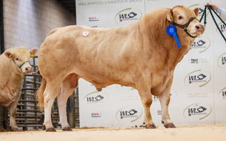 Auction mart sales round-up: Monbeliarde record at Carlisle and averages up for store cattle at Kirkby Stephen