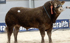 Strong demand for pedigree bulls of all breeds at Stirling
