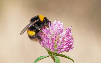 Bumblebee numbers plummet in 2024