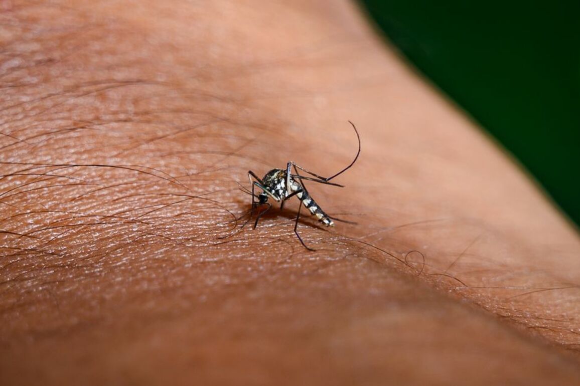 West Nile virus found in UK for first time as health experts 'enhance surveillance'