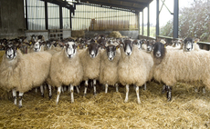  Sheep special: Accurate diagnosis essential in cases of abortion in sheep