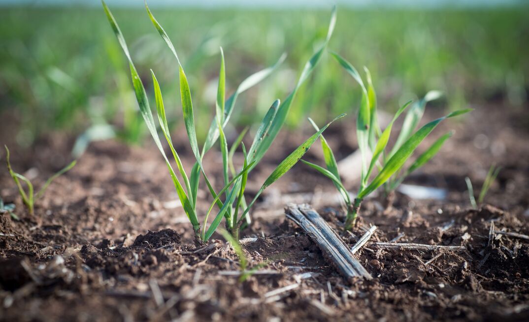 The latest Wheat Variety Master List includes more than 20 new and approved grain types covering a range of end uses.