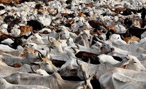 Indian dairy sector continues to develop