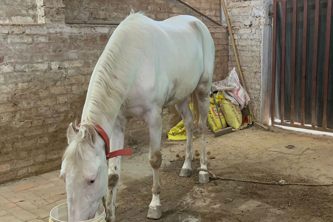 Lucknow Police recovers stolen Iranian breed horse named Duldul