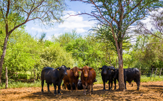 New horizons for large-scale South American beef farming operation   