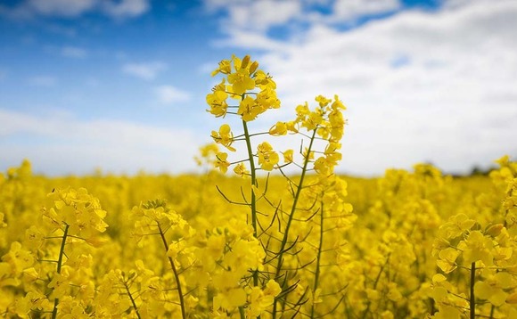 OSR plantings fall to lowest in over 30 years