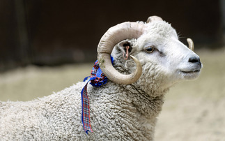 Letters: "I have never received a penny of support specifically for my native breed cattle, sheep and hill ponies"