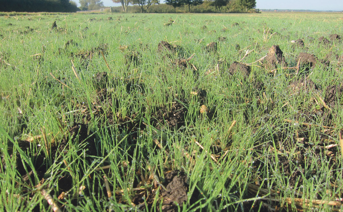 Black-grass has been successful owing to its resistance to multiple herbicides