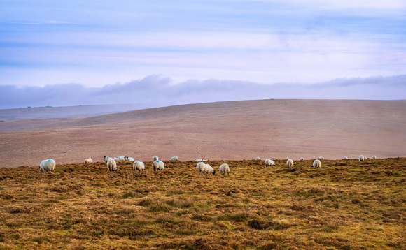 Letters: "Hill farming's role in our traditional integrated agricultural system needs recognition"