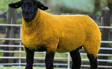 Shannagh flock tops Big Bang sale