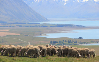 NZ red meat sector raises alarm on forestry sales