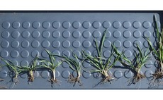 Plot prospects 1: Why using nodal growth stages will not be a good indicator of leaf 3 emergence this season