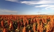 Sorghum the top crop with Qld set for a 30-year swelter