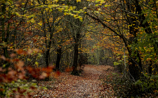 Green social prescribing: Access to nature boosts happiness, study finds