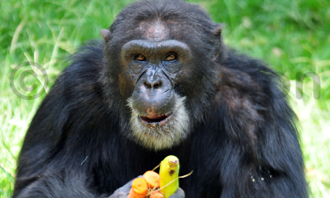 Uganda's oldest chimp Zakayo celebrates 53rdbirthday Uganda's oldest chimp Zakayo celebrates 53rdbirthday