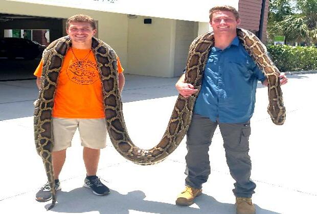 Snake hunters wrangle Burmese pythons at Florida challenge