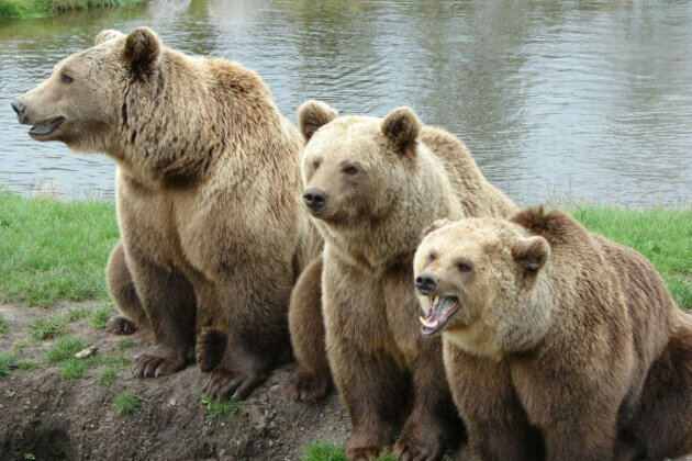 EU-Funded Project to Determine Bulgarias Bear Population