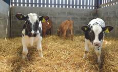 First-generation test aims to understand disease susceptibility in older calves