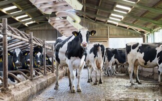 Farm vet's tips on tackling heat stress in dairy herds