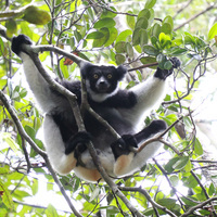 MADAGASCAR-ANDASIBE NATIONAL PARK-LEMURS