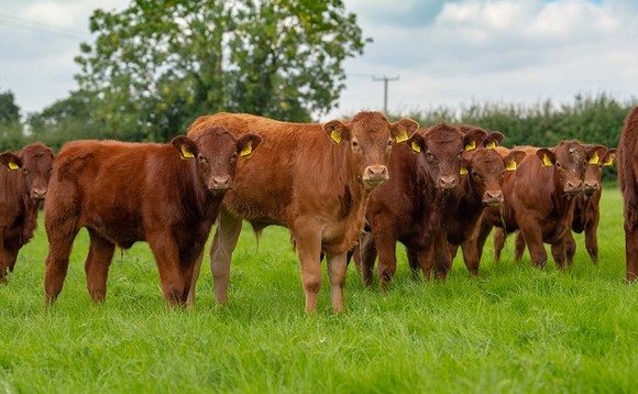 New suckler beef scheme could help cut emissions by 38%