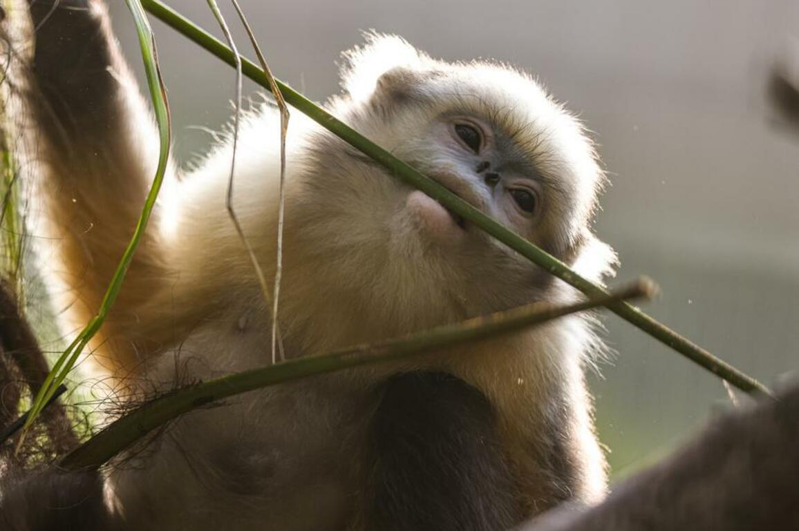 GloriousGuizhou | Rare golden monkey's life at China world natural heritage site