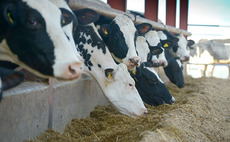 Feed additive proven to reduce methane emissions in dairy cattle