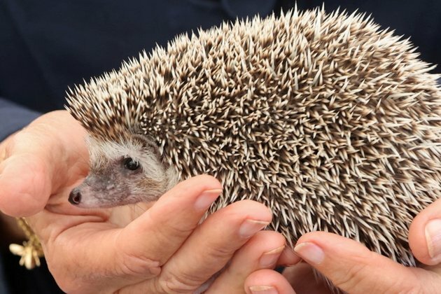 UK to Restore Swathes of Wildlife Habitat for Hedgehogs