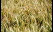 The GRDC is conducting research to help Australian grain growers avoid frost risk.