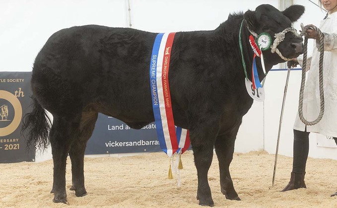 Maggie takes top spot as heifers dominate Beef Expo supreme