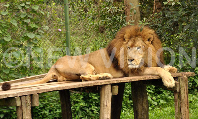 Tourism fraternity wants lions' killers jailed for life Tourism fraternity wants lions' killers jailed for life