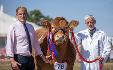 Limousin leads beef line up at Edenbridge and Oxted