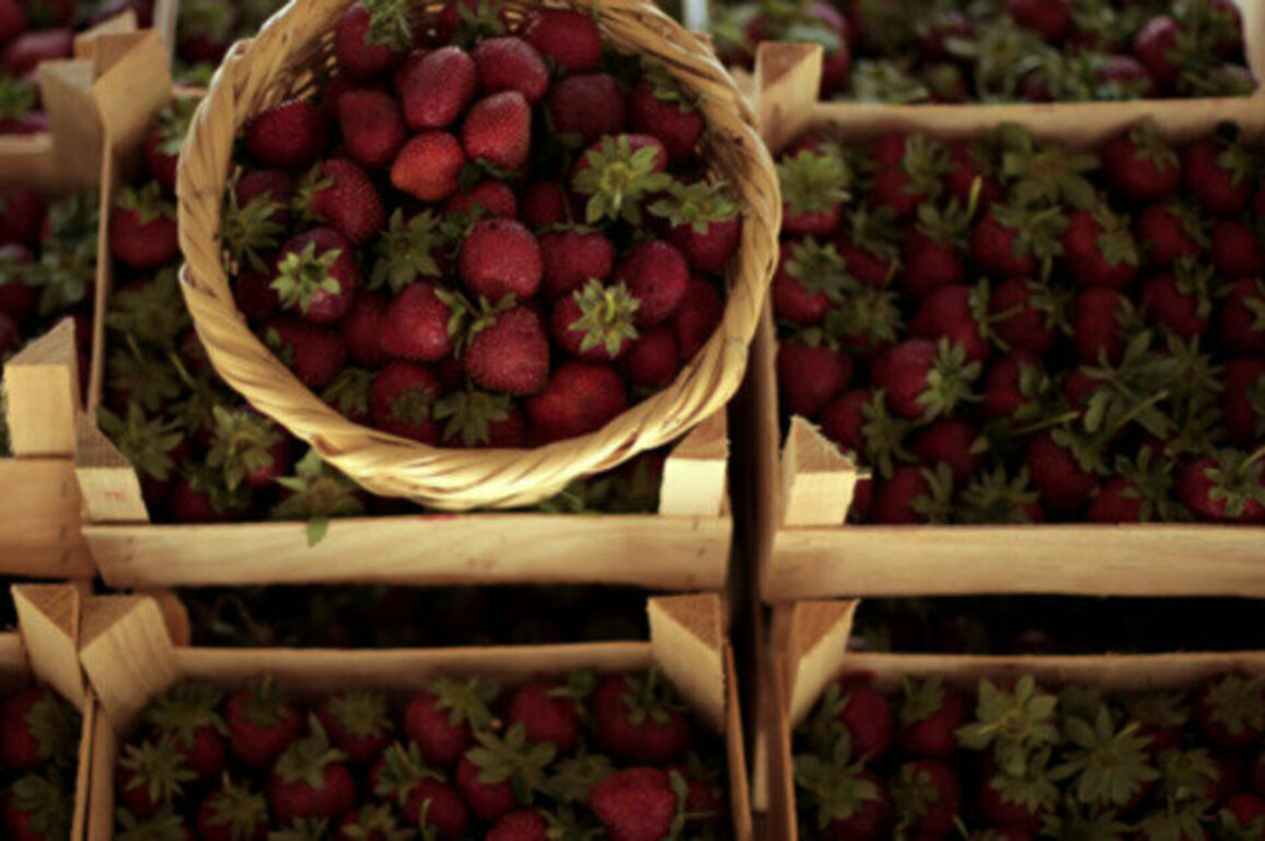 First Strawberry Festival Launches in Northwest Syria