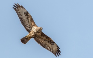 Former gamekeeper sentenced after killing protected bird of prey with a stick