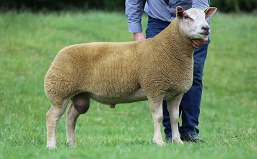 Carlisle Dutch Spotted topped at 16,000gns at sale