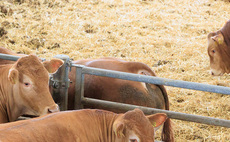 East Yorkshire Limousin herd continues to strive for genetic improvement