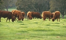 $1b Sino-Australian beef deal on the table