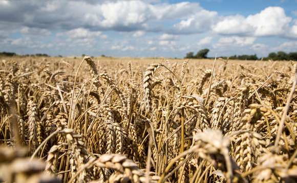Concerns grow as new strain of yellow rust emerges