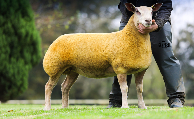 4000gns Logie Durno ewe lambs 