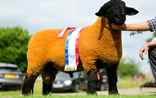 High of 10,000gns for Suffolks at Shrewsbury