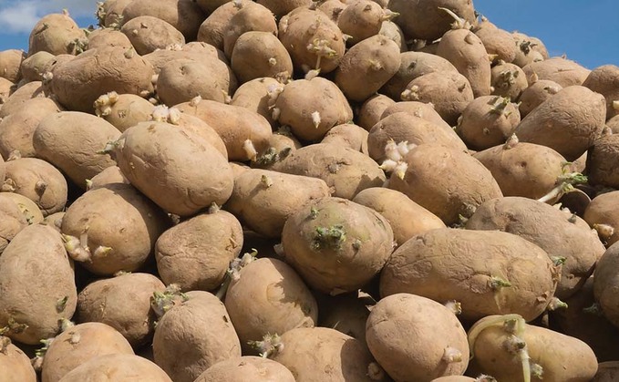 Protocol changes set to undo seed potato export ban