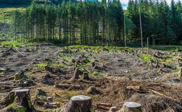 Green agenda causes forestry values to soar
