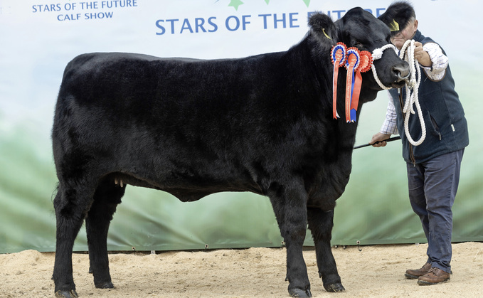 Senior native champion and senior Aberdeen-Angus champion Foxhill Princess Carina Z178, from Michael and Melanie Alford, Devon.